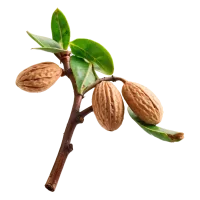 Almond